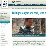 Cards 4 Tigers