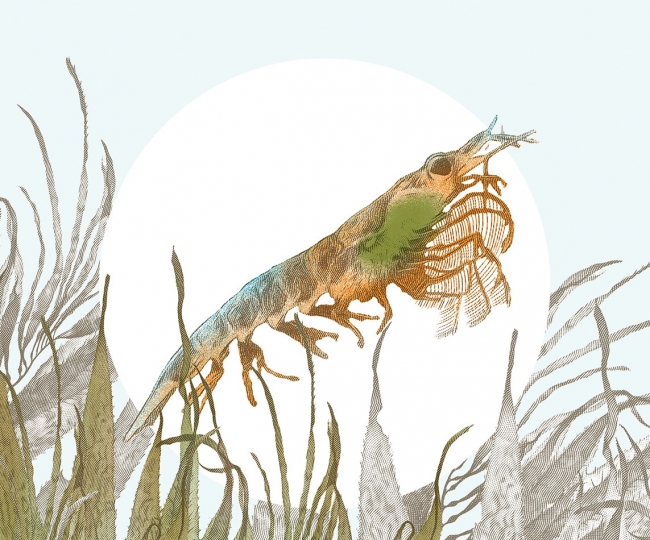 Illustrating the life-giving role of the tiny krill