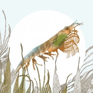 Illustrating the life-giving role of the tiny krill