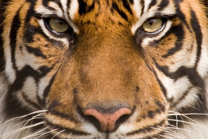 Helping Rangers, Saving Tigers